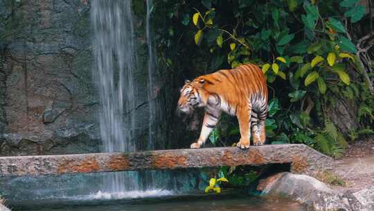 老虎在瀑布附近的岩石上行走泰国视频素材模板下载