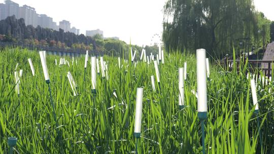 西安汉城湖草地荧光灯视频素材模板下载
