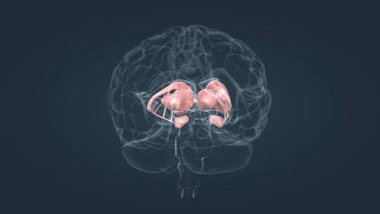 医学动画人体器官大脑中枢神经全息三维动画视频素材模板下载
