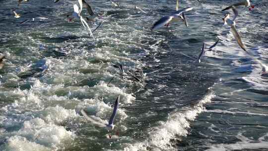 海面上海鸥飞翔