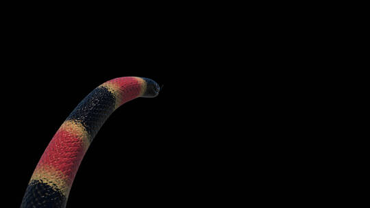 三维特效蟒蛇珊瑚蛇眼镜蛇合成特效素材 (2)视频素材模板下载