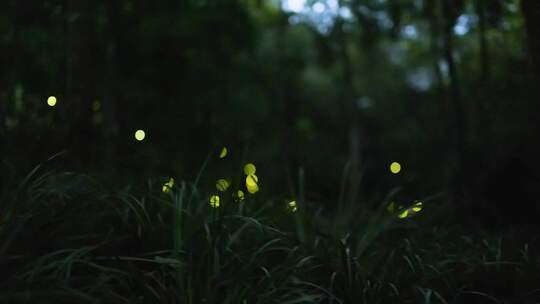 夜景萤火虫闪动的光斑