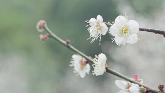 4k冬季小寒时节的白梅花绽放体现坚毅廉洁