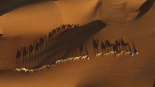 沙漠骆驼队镜头组01视频素材模板下载