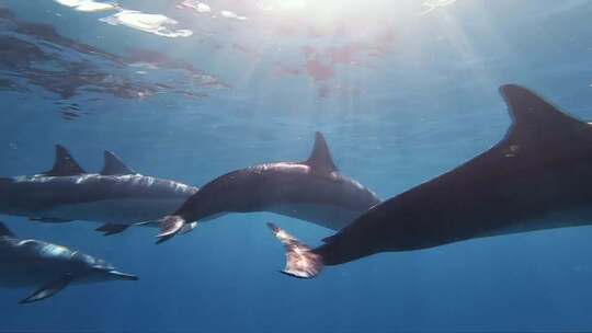 在浅海区拍摄游玩的海豚视频素材模板下载