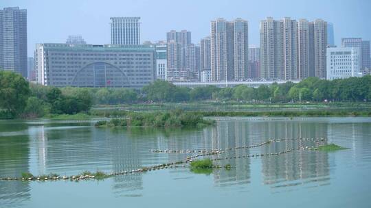 武汉汉阳墨水湖公园湿地公园4K视频合集