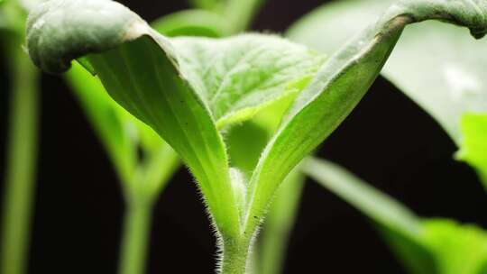 植物生长春天万物生长万物复苏生长延时