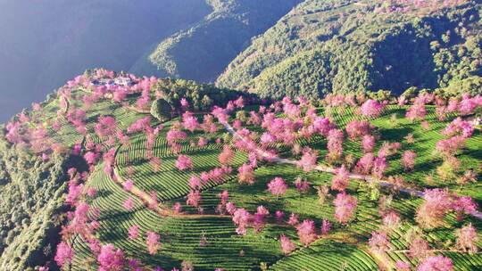 云南大理无量山樱花谷日出冬樱花和茶园航拍