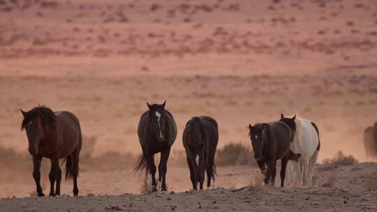 沙漠中马群迁徙视频素材模板下载