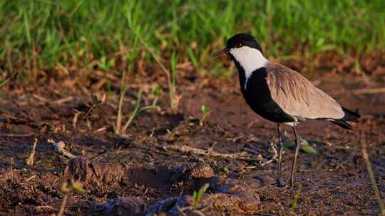 Spur Winged Lapwing，