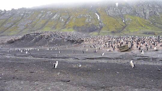 南极洲企鹅栖息地视频素材模板下载