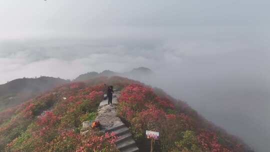 黔东南丹寨龙泉山杜娟花航拍