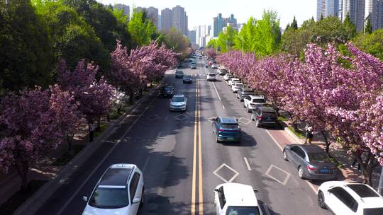 西安樱花路