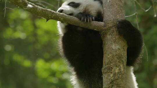 可爱大熊猫爬树