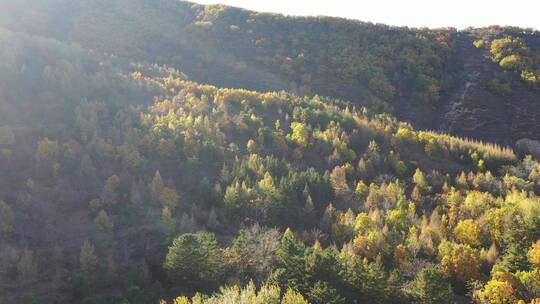 『4K航拍』森林秋景