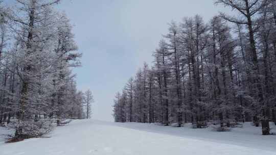 雪后的森林小路