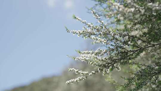 新西兰Manuka麦卢卡花丛 蜜蜂在花上采蜜