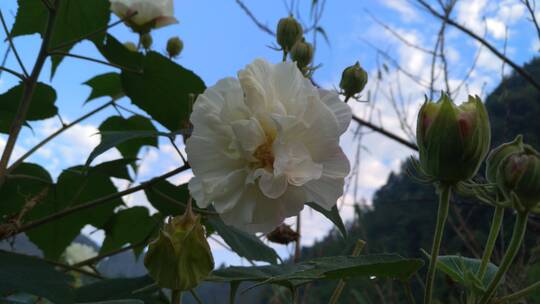 美丽木芙蓉花朵