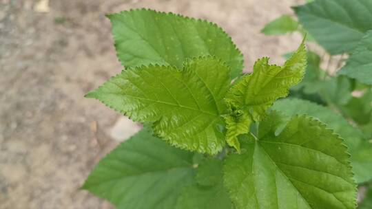 路边绿植实拍