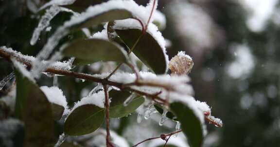 雪花飘落慢镜头