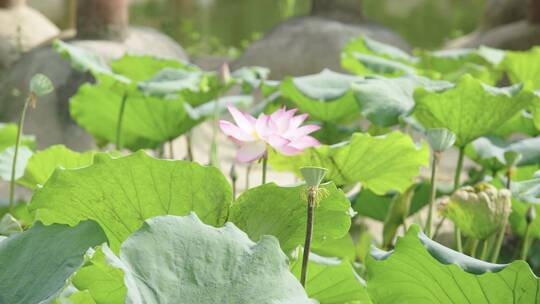 荷花莲叶荷花池池塘莲藕视频素材模板下载