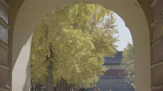 天坛秋天 北京秋天 天坛银杏