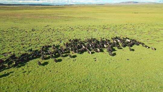 航拍牦牛西藏青海放牧牦牛群4k牧区