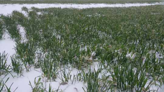 冬小麦北方冬天大雪雪中麦田实拍