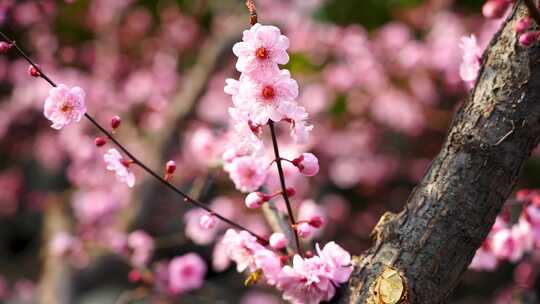 春天江南园林里盛开绽放的梅花花簇
