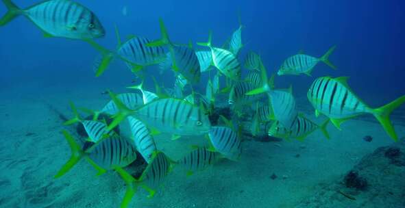 Golden Trevally，鱼，水下