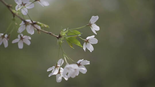 樱花飘落