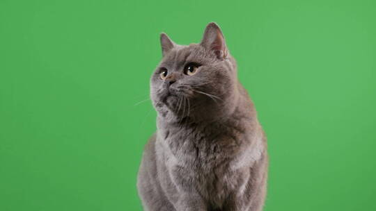 蓝猫黑猫宠物视频素材模板下载