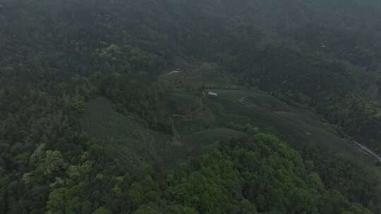 茶山茶园航拍