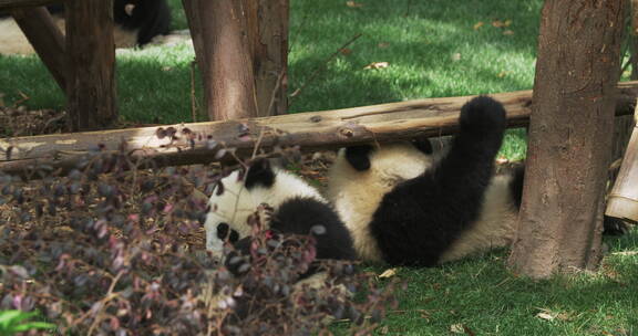 成都熊猫基地里的大熊猫