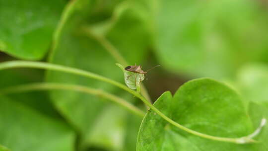 绿植上的昆虫实拍