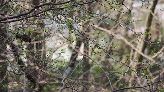 窗外小鸟、春日、绿色嫩芽 (4)