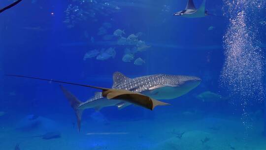 海底世界水滴鲨鱼鳐鱼魔鬼鱼小鱼视频素材模板下载