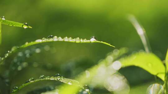 雨后小草丛绿植水珠露珠