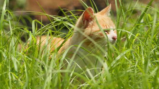 春天公园草丛里的流浪猫橘猫