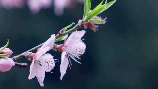 春天桃花盛开