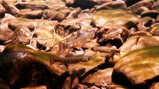 鳟鱼在阳光斑驳的小溪里游泳