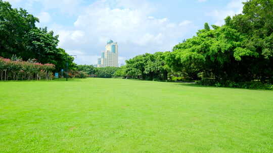 树林 森林 草坪 草地 绿地 榕树