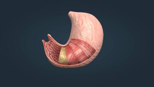 胃酸胃粘膜黏膜胃襞黏液胃道胃剖面三维动画