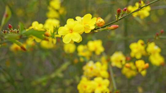 早春迎春花清明花小黄花花簇花瓣花蕊花朵