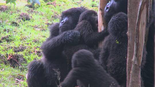 卢旺达的一个山地大猩猩家族视频素材模板下载