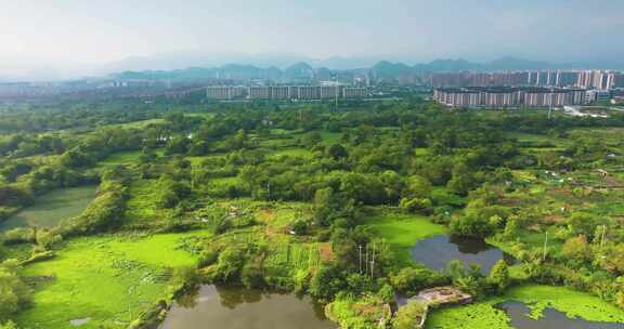 杭州余杭区五常湿地夏季风光