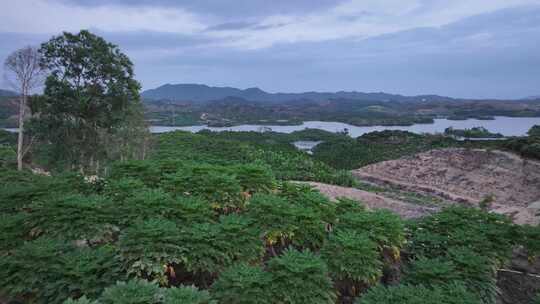 海南热带水果生产基地