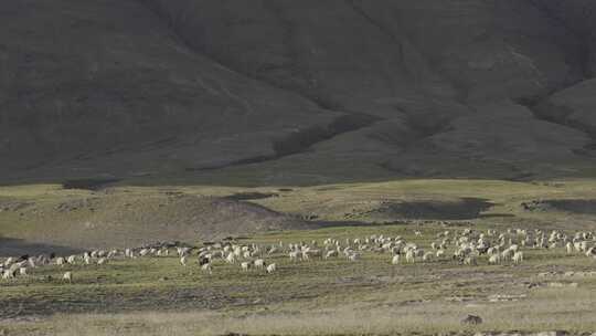 青海高原上的羊群2视频素材模板下载