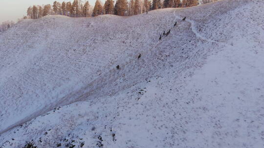 雪山里有一群野鹿在奔跑视频素材模板下载