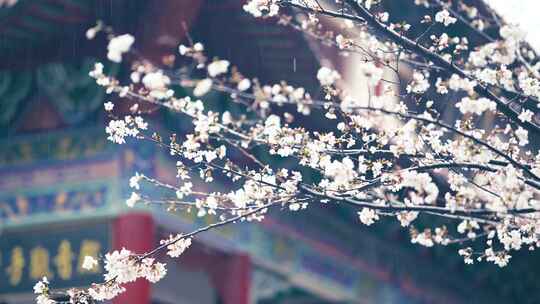 春天下雨唯美清新空镜雨景花朵风景素材